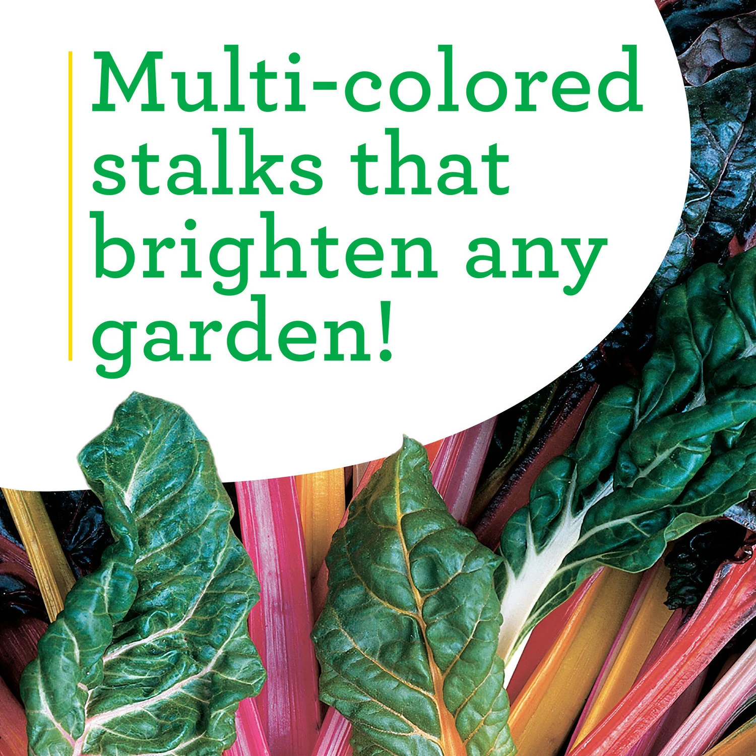 Swiss Chard (2 Pack) - Image 4