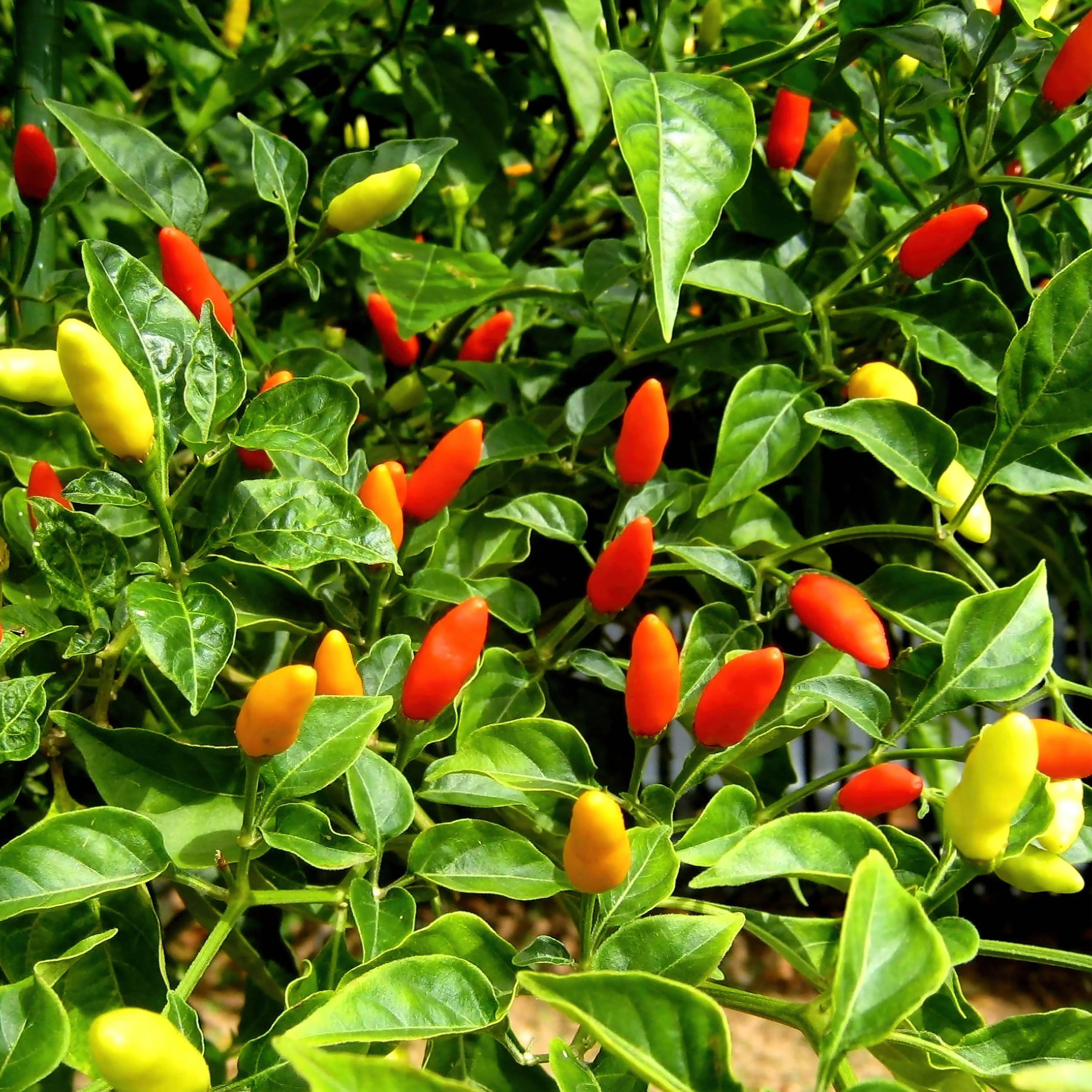 Tabasco Hot Pepper (2 Pack) - Image 3