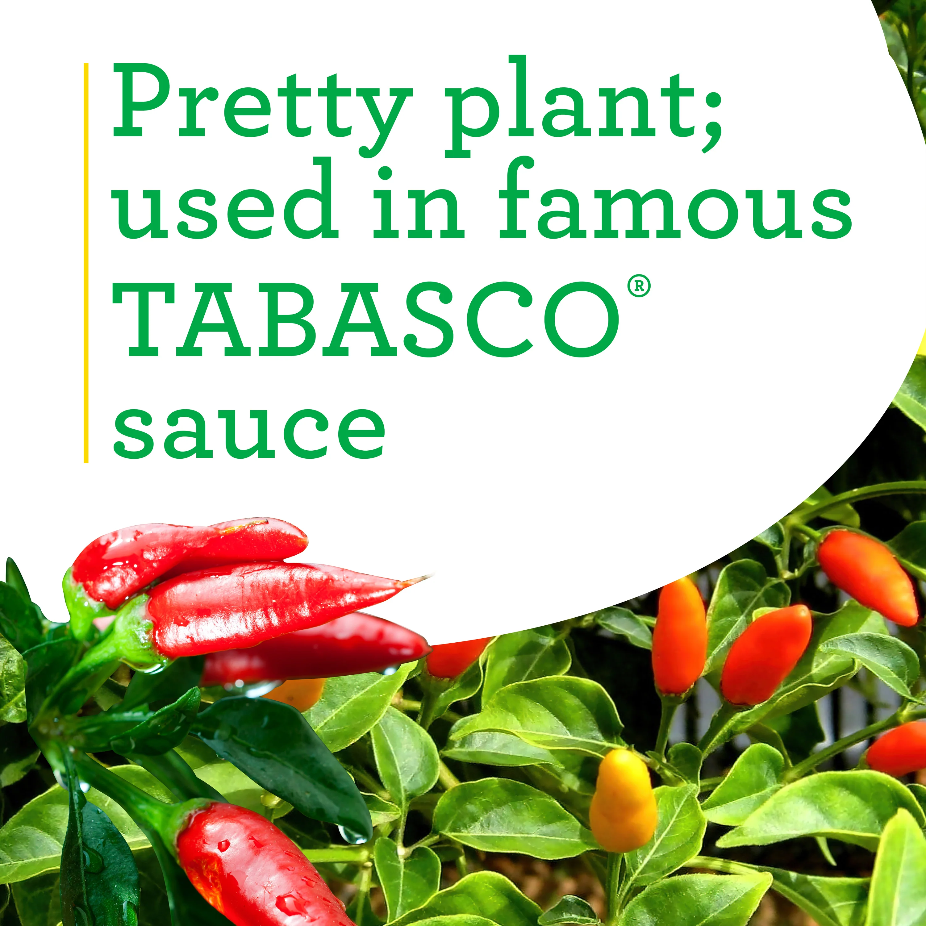 Tabasco Hot Pepper (2 Pack) - Image 4