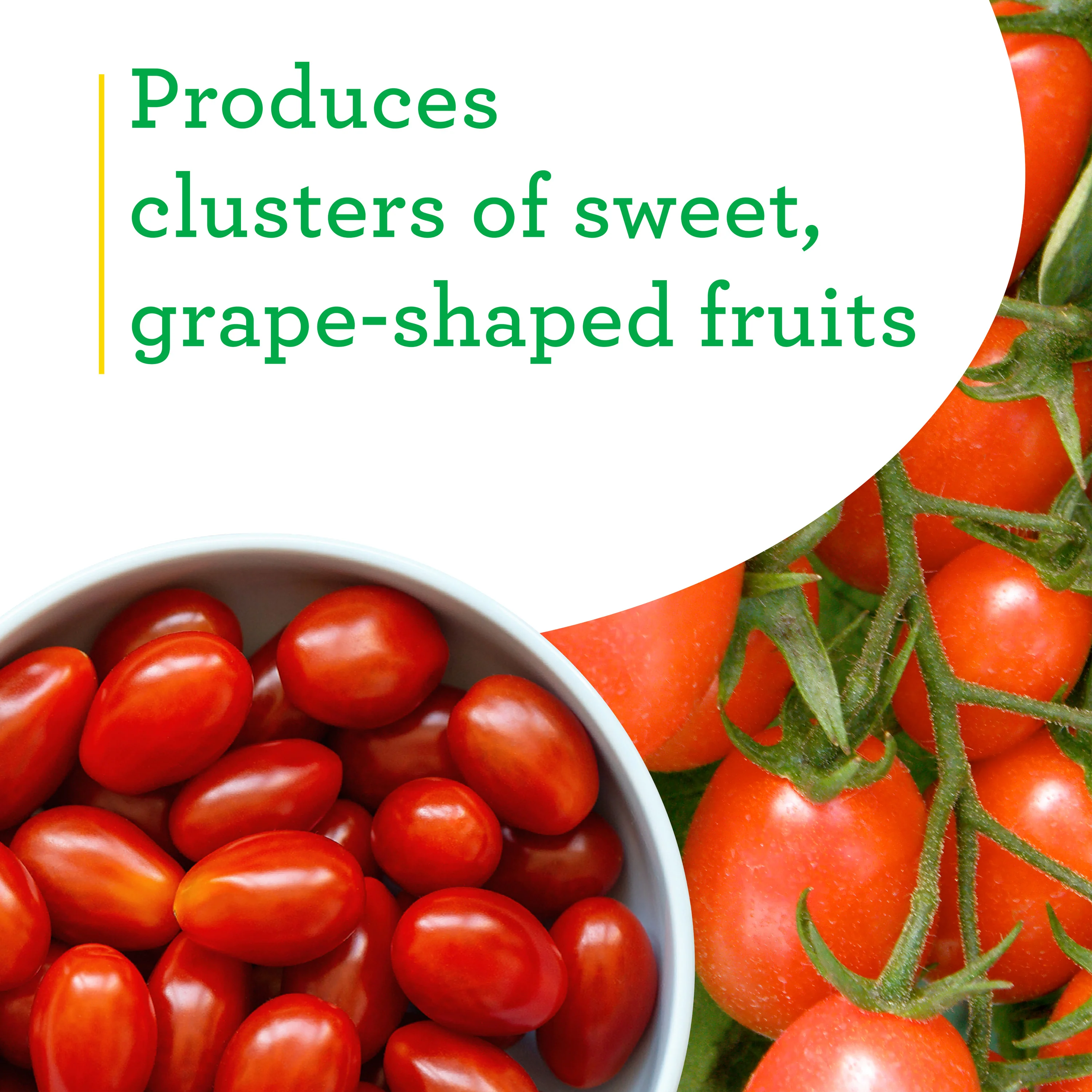 Tami G Grape Tomato (2 Pack) - Image 4