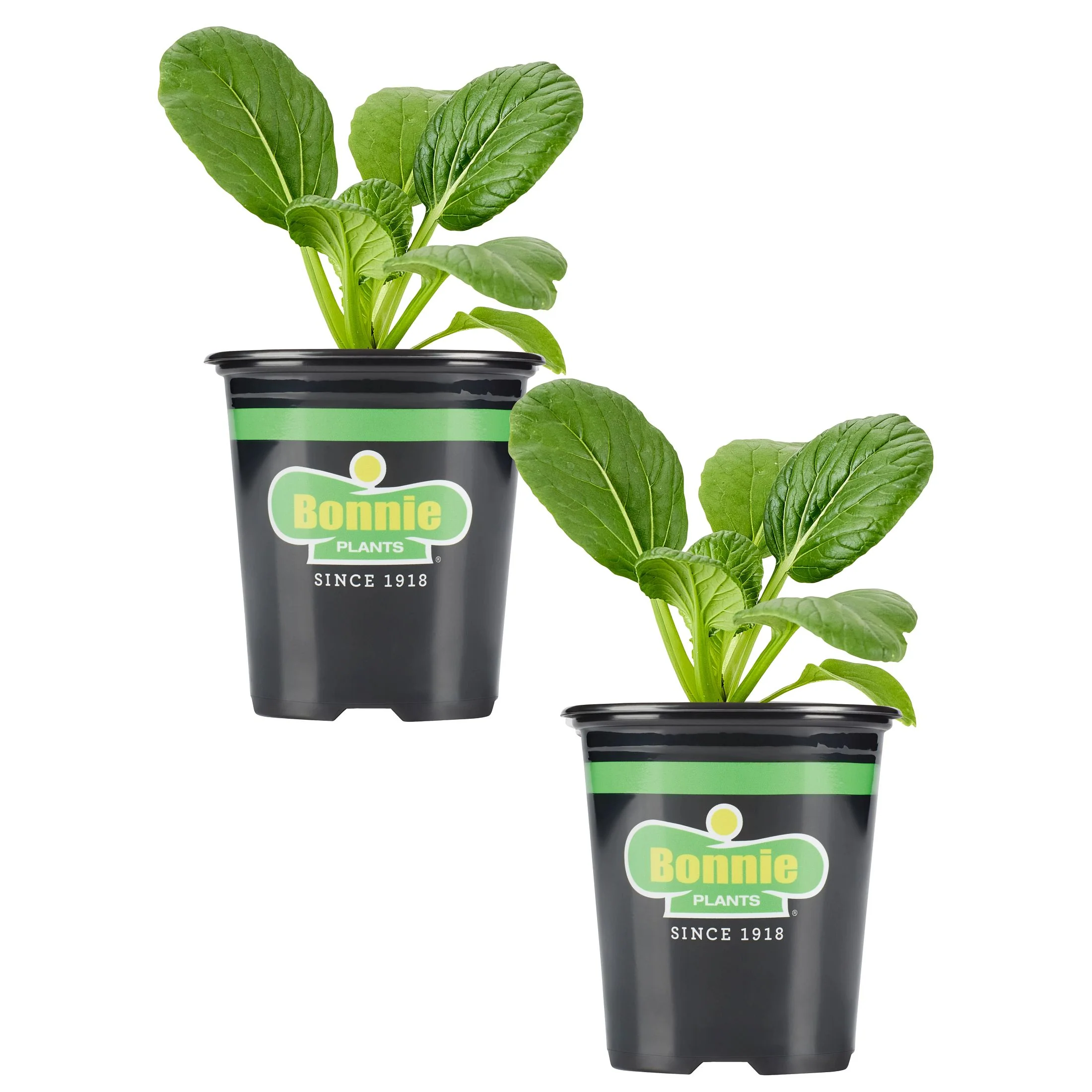 Tat Soi (2 Pack)