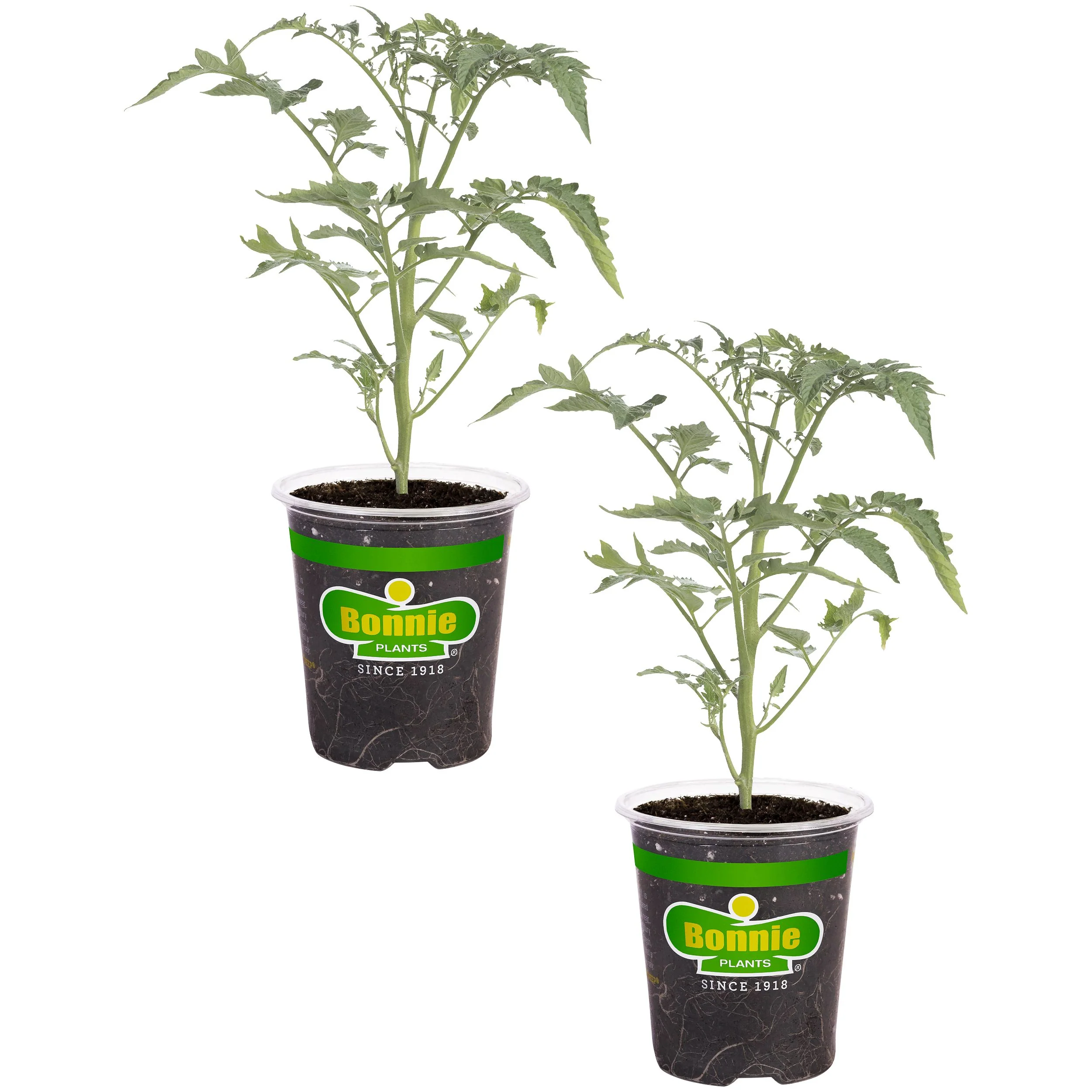 Tidy Treats Tomato (2 Pack)