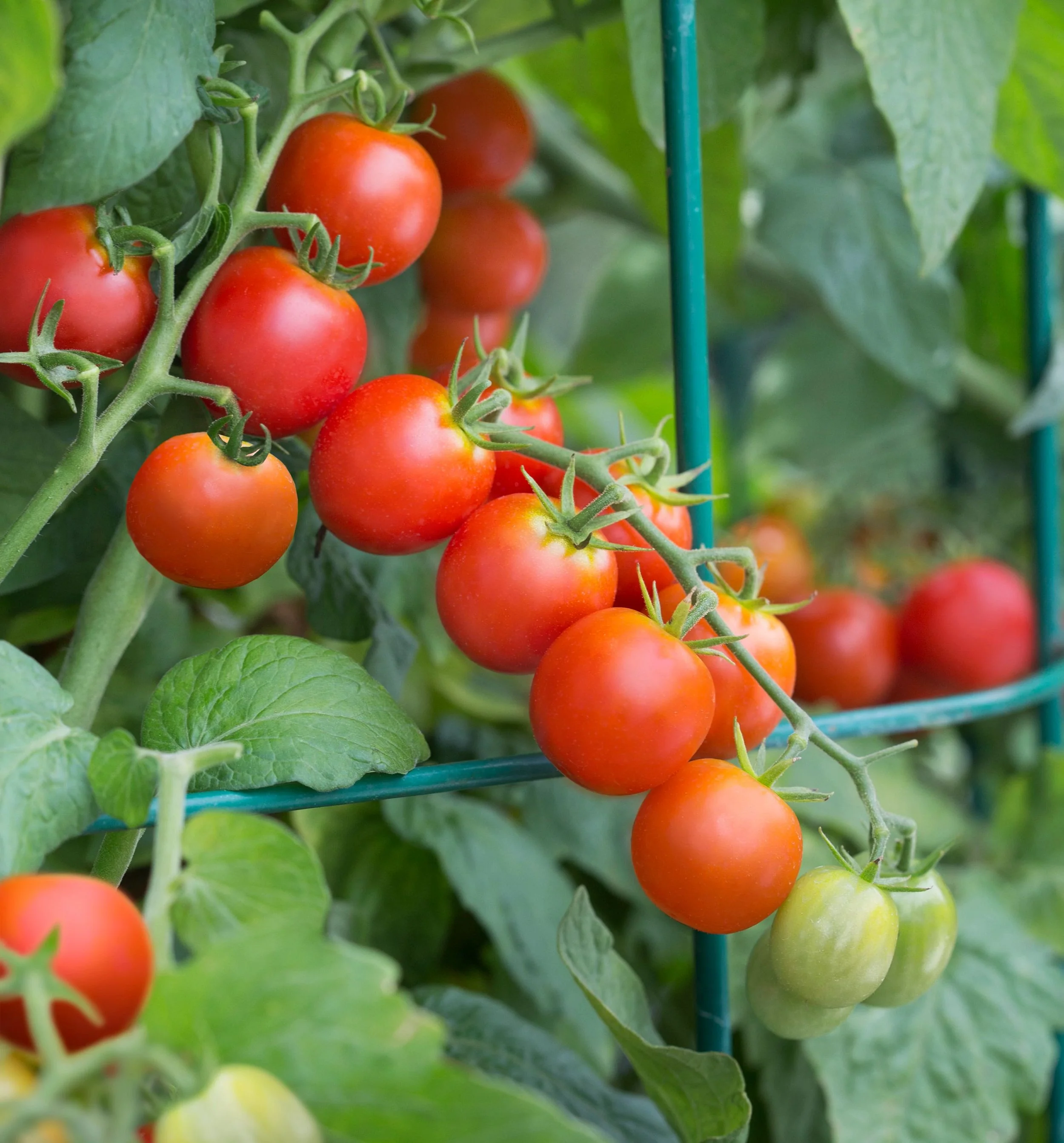 Tidy Treats Tomato (2 Pack) - Image 3