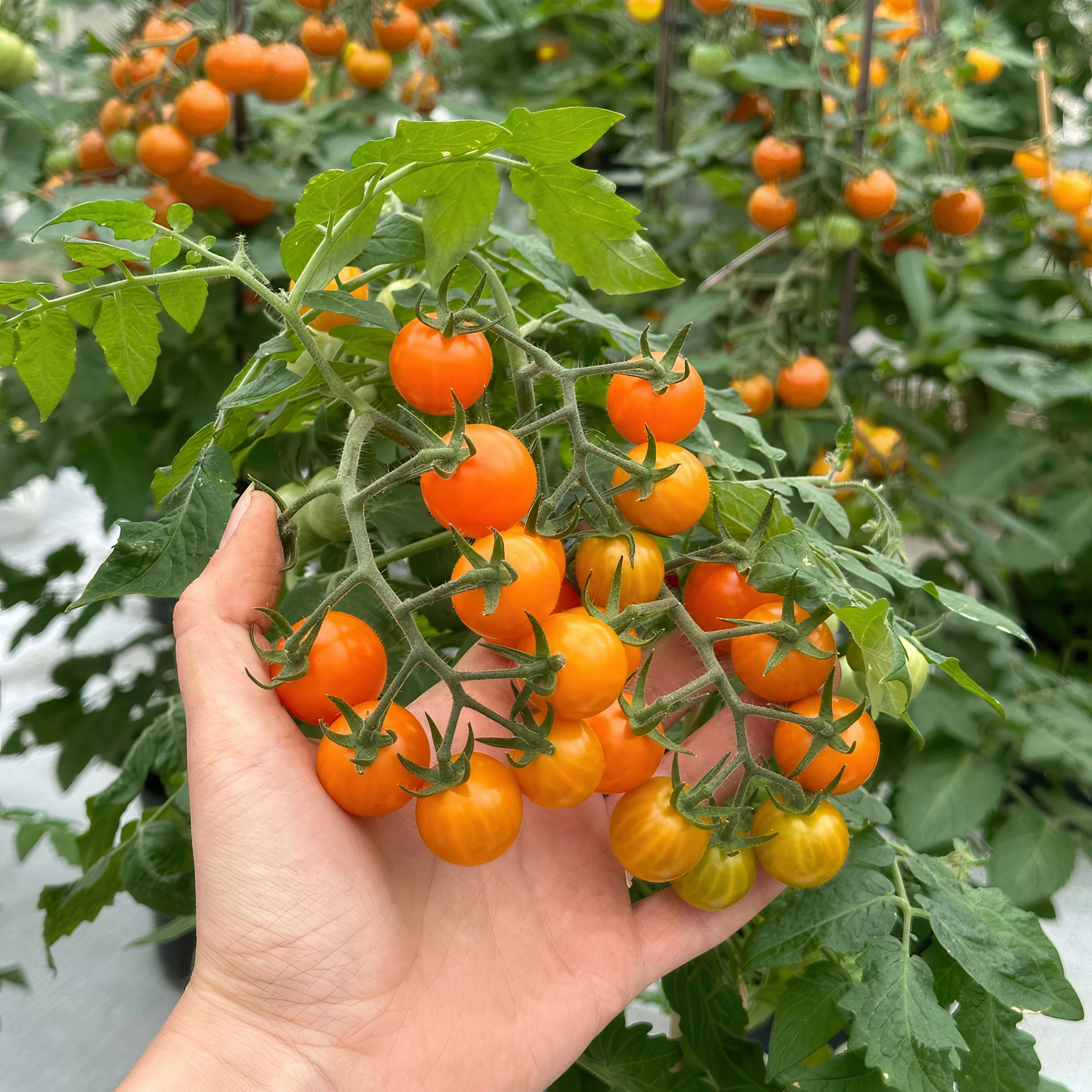 Tiny Temptation Cherry Tomato (2 Pack) - Image 4