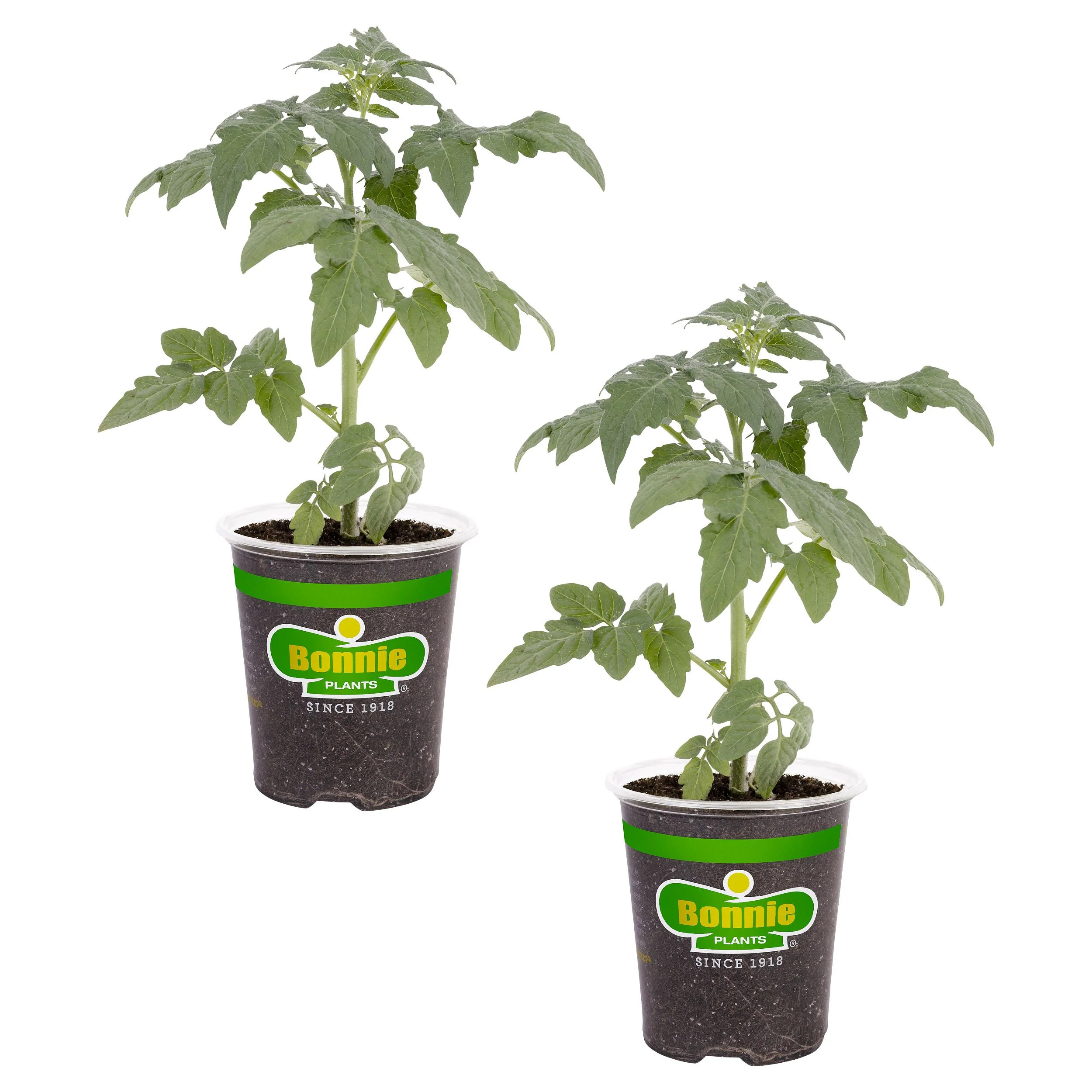 Tomatillo Tomato (2 Pack) - Image 2