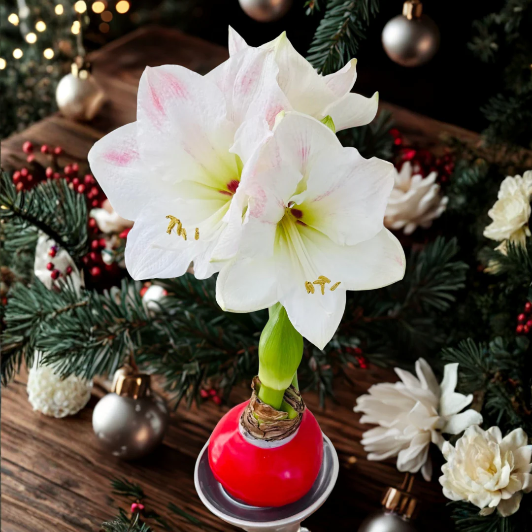 Waxed Amaryllis Bulb - Image 3