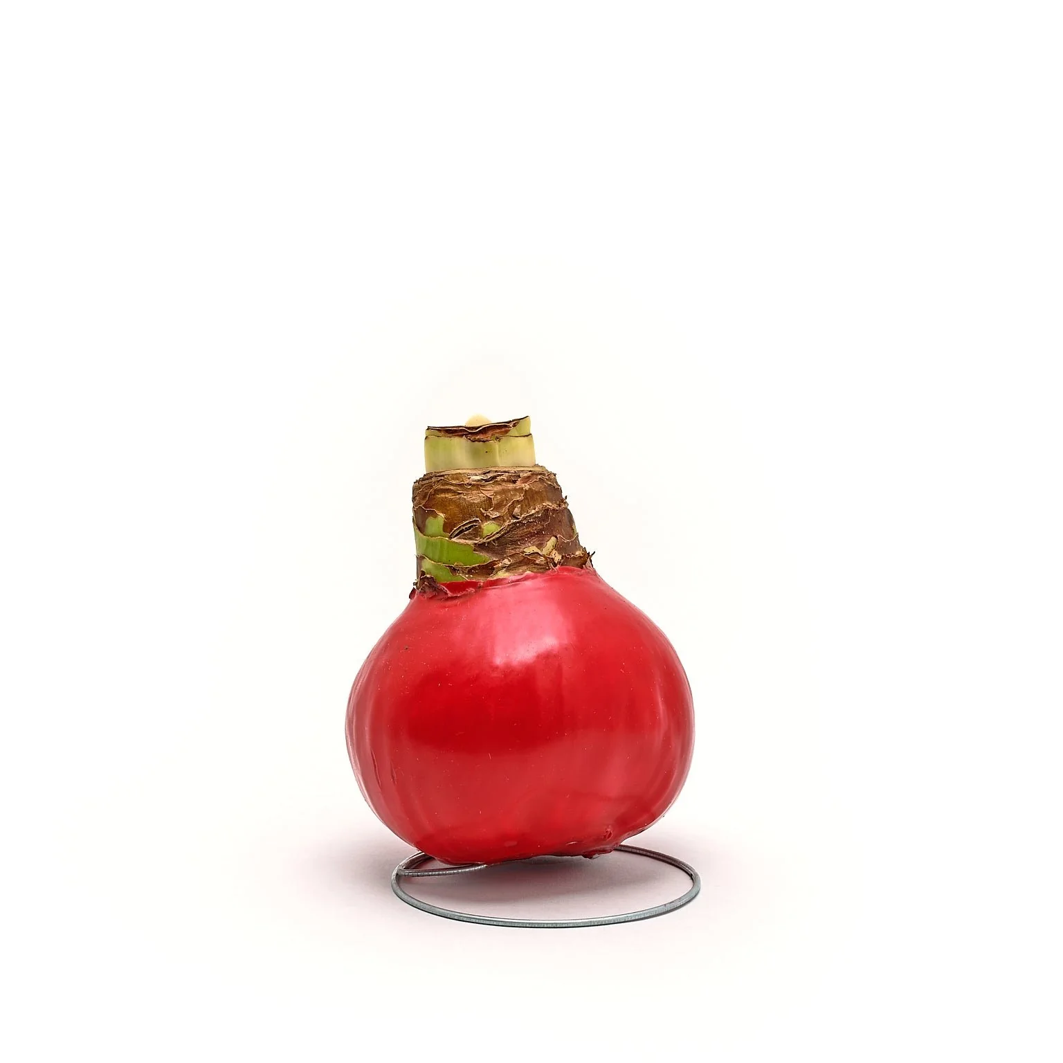 Waxed Amaryllis Bulb - Image 4