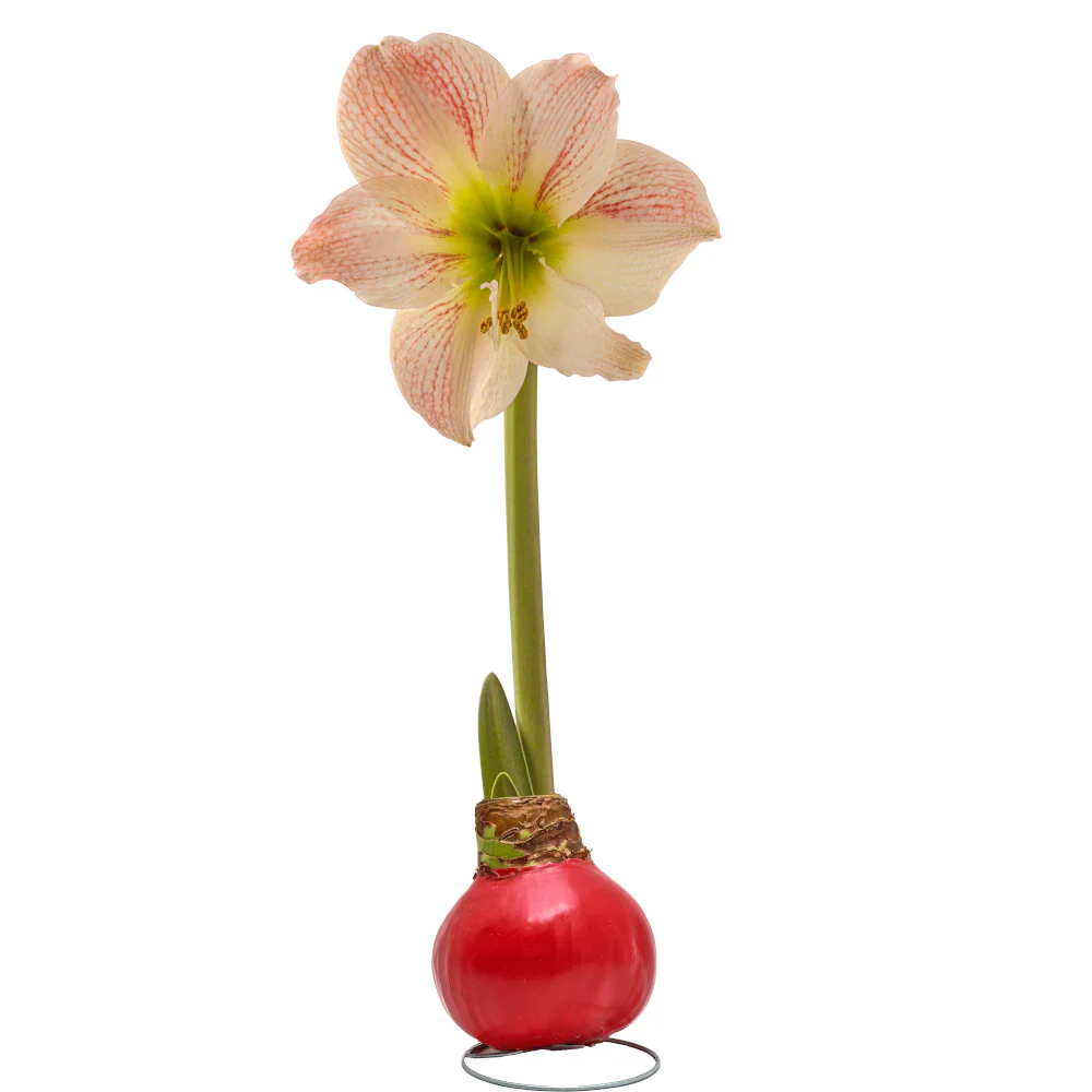 Waxed Amaryllis Bulb - Image 5
