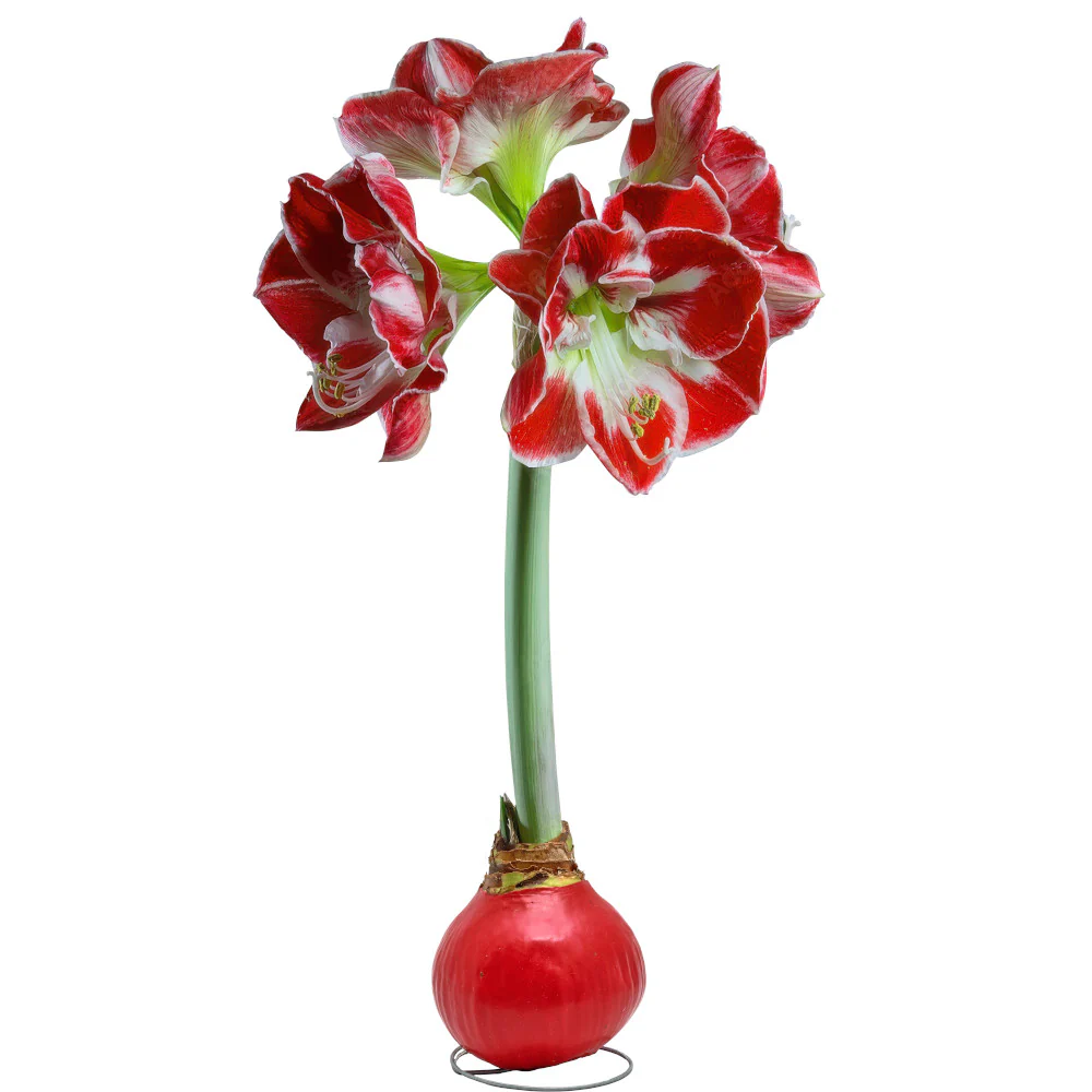 Waxed Amaryllis Bulb - Image 6