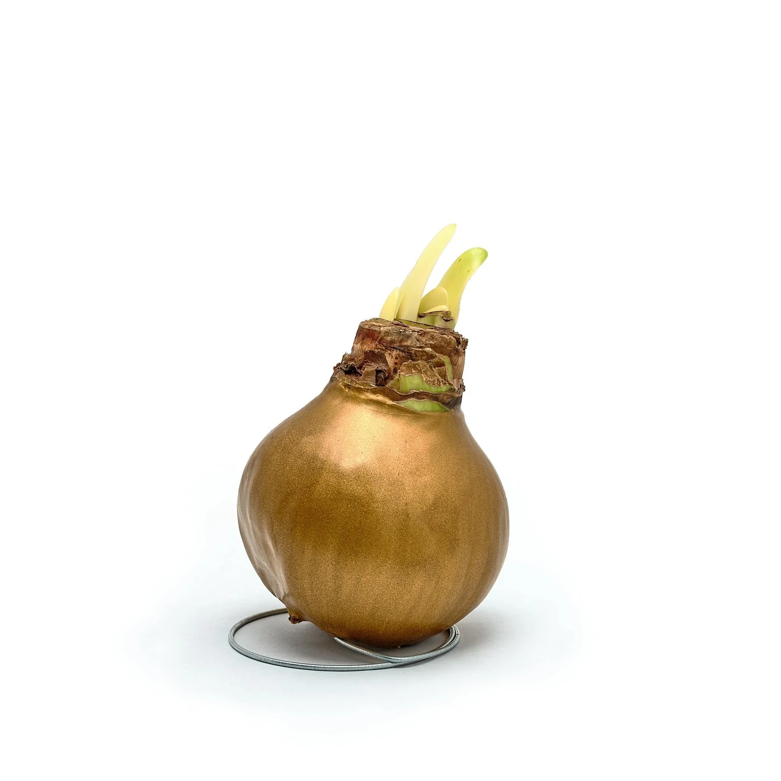 Waxed Amaryllis Bulb - Image 7