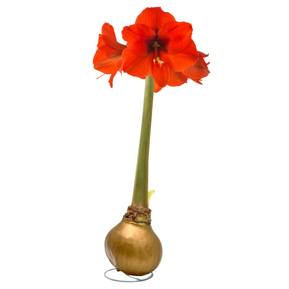 Waxed Amaryllis Bulb - Image 8
