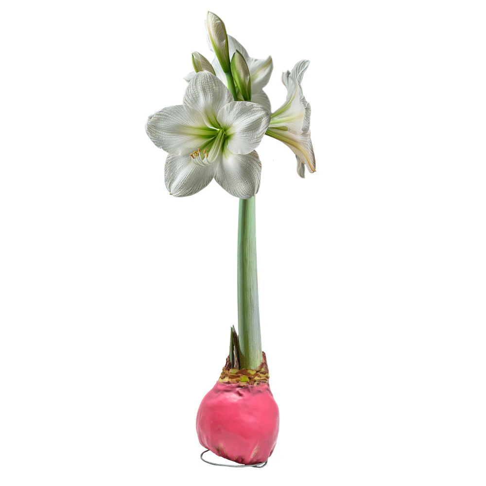 Waxed Amaryllis Bulb - Image 9