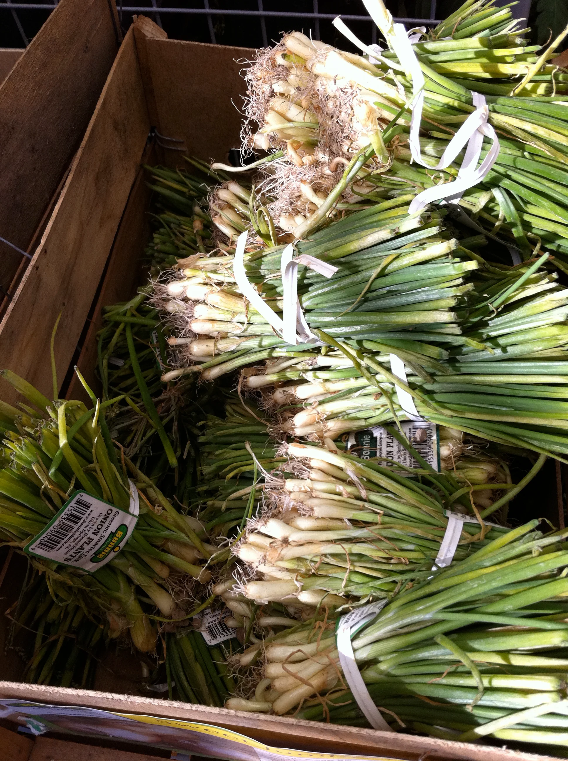 Texas Sweet Onion (2 Pack) - Image 7
