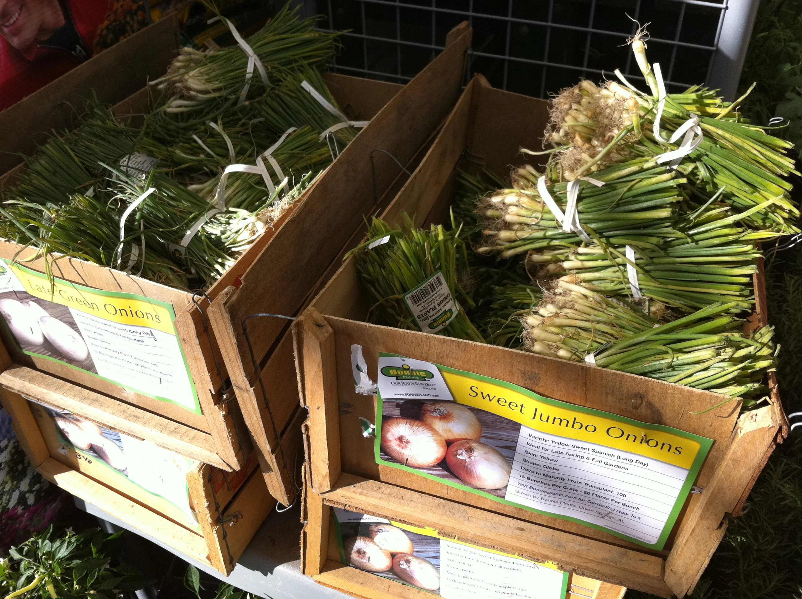 Walla Walla Onion (2 Pack) - Image 4
