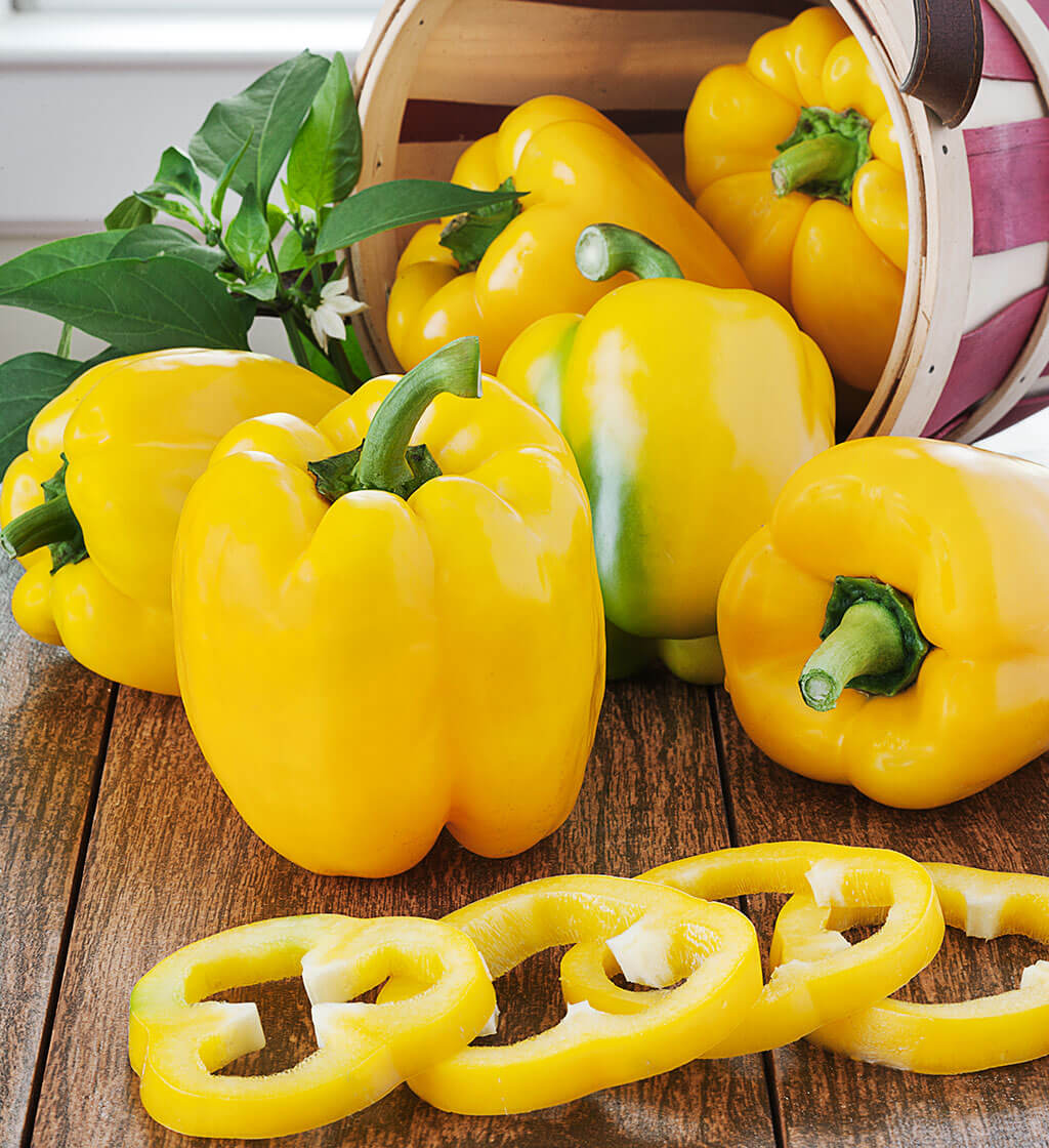 Yellow Bell Pepper (2 Pack)