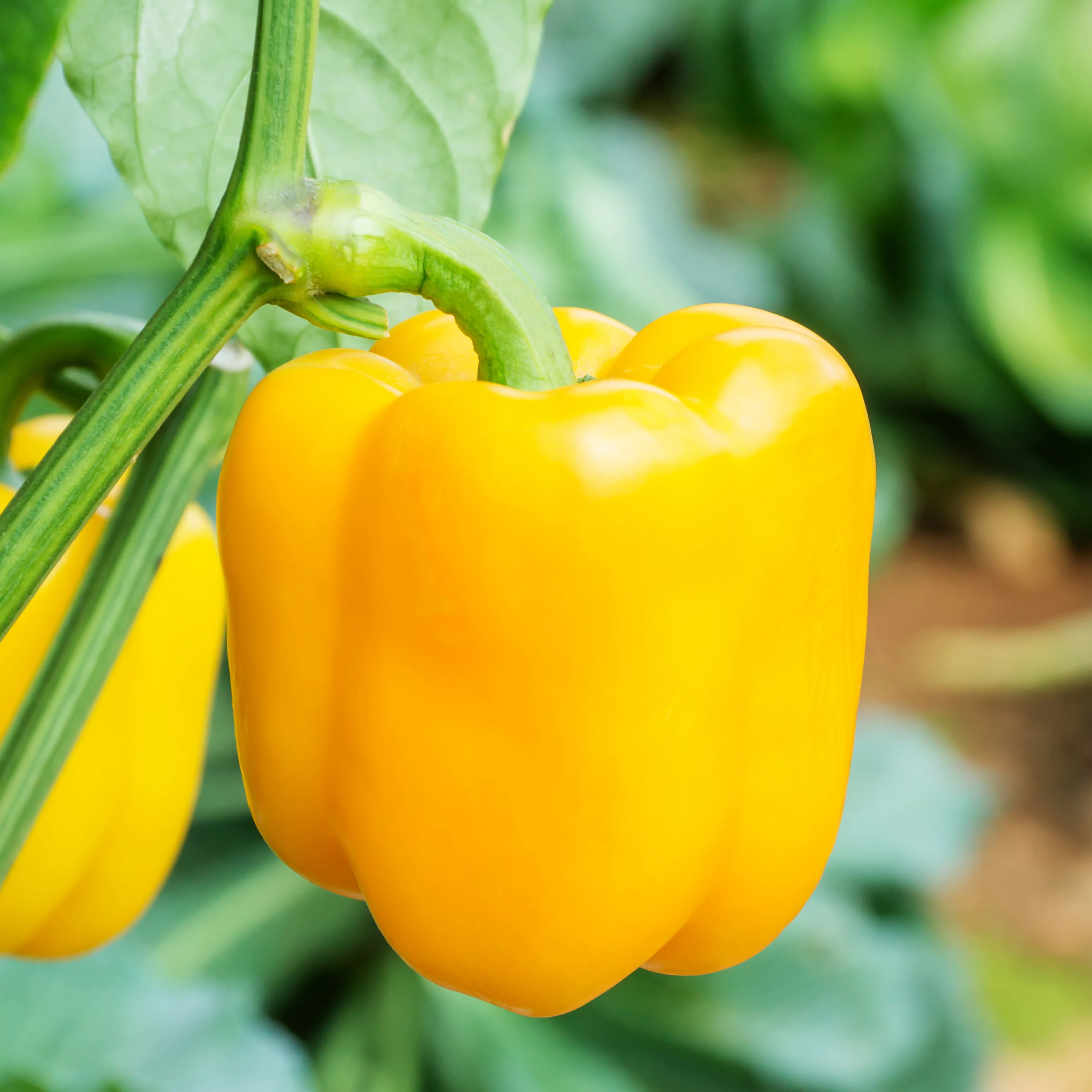 Yellow Bell Pepper (2 Pack) - Image 3