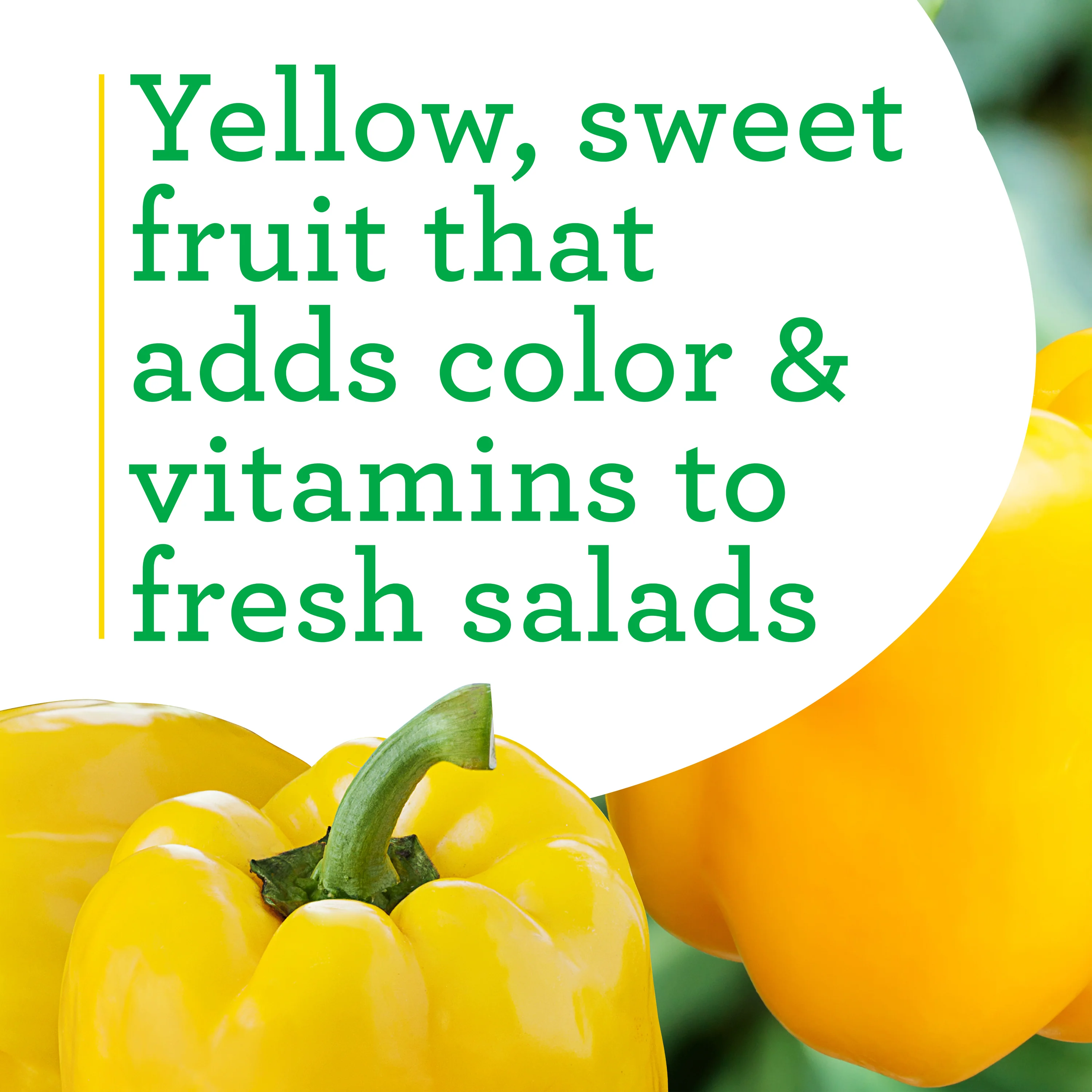 Yellow Bell Pepper (2 Pack) - Image 4