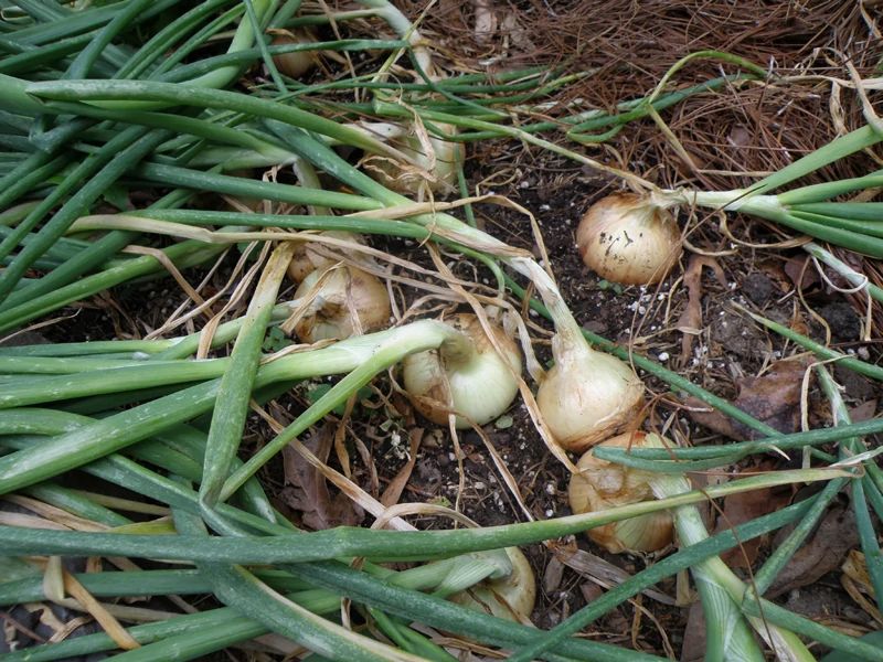 Georgia Sweet Onion (2 Pack) - Image 3
