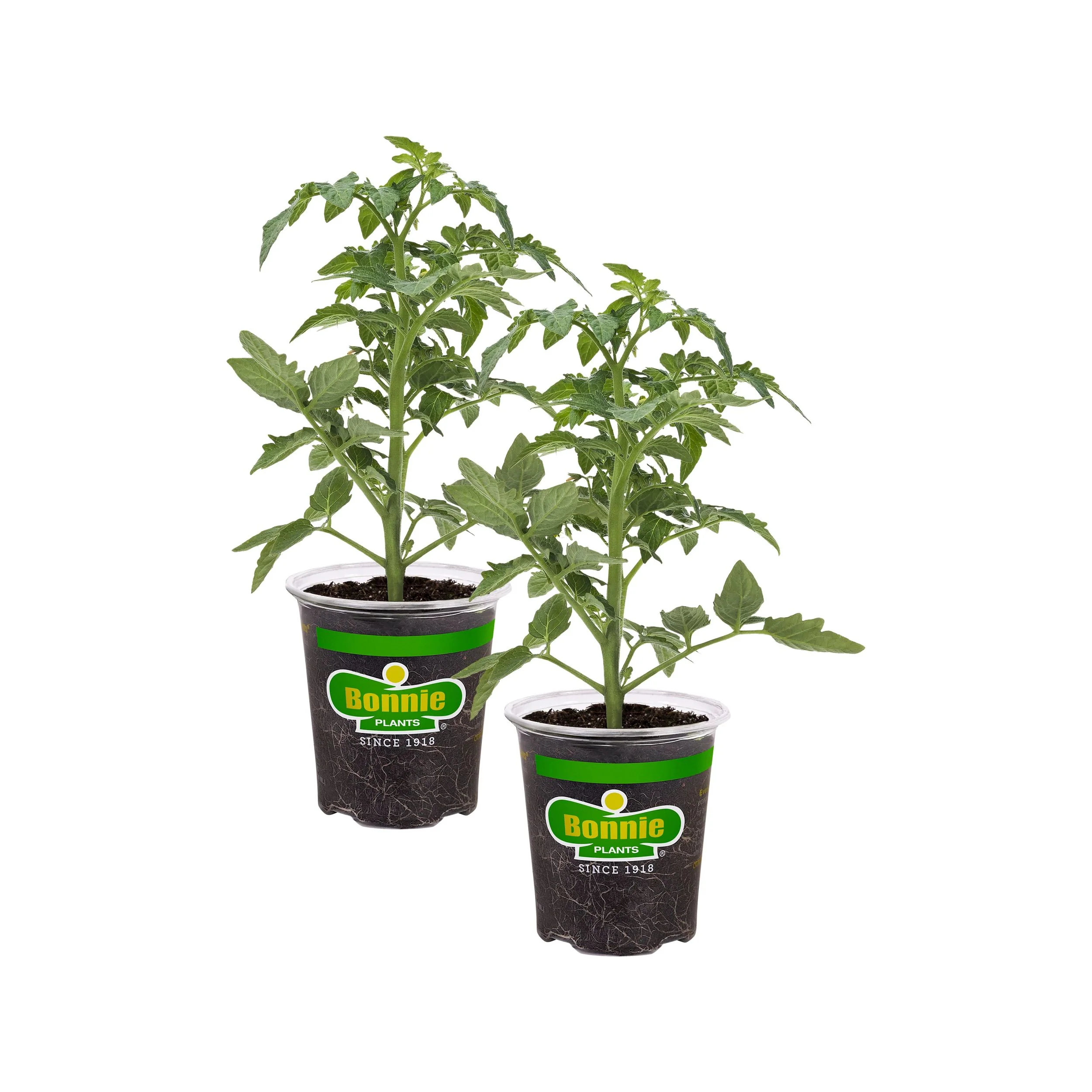 Yellow Pear Heirloom Tomato (2 Pack) - Image 2